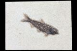 Fossil Fish (Knightia) - Green River Formation #126175-1